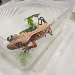 릴리화이트 트라이