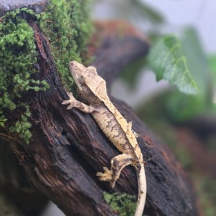 노멀 트라이 익스트림할리퀸 화이트포트홀