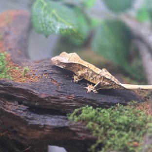 노멀 트라이 화이트포트홀 타이거