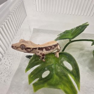 릴리화이트 풀핀