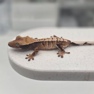 노멀 트라이 익스트림할리퀸