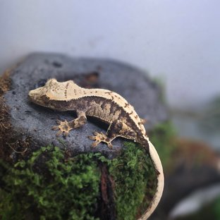 노멀 익스트림할리퀸 트라이