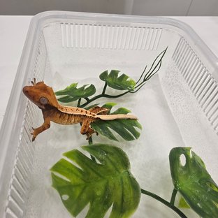 노멀 트라이 익스트림할리퀸 텐저린