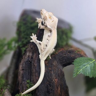 릴리화이트 풀핀