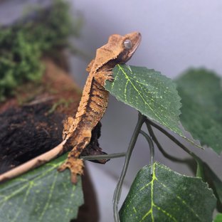 노멀 트라이 텐저린