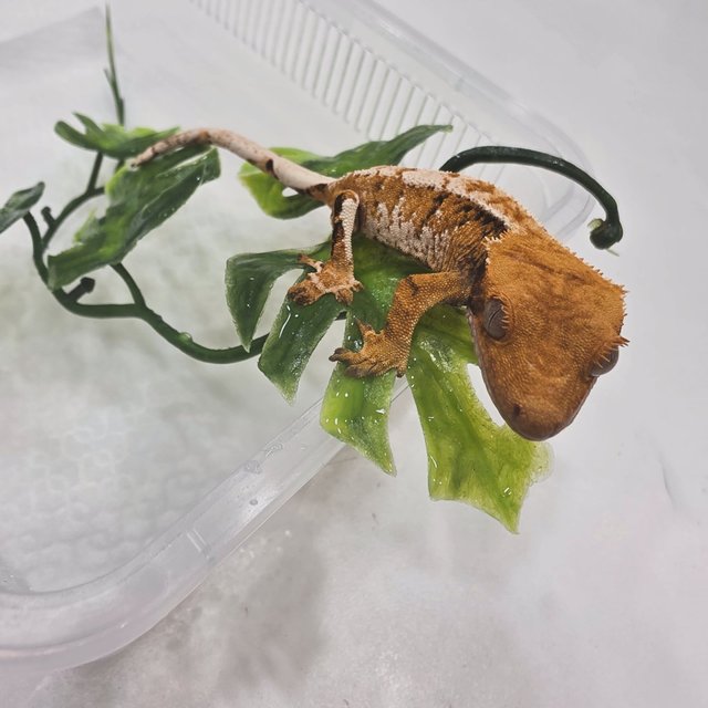 노멀 트라이 익스트림할리퀸 텐저린