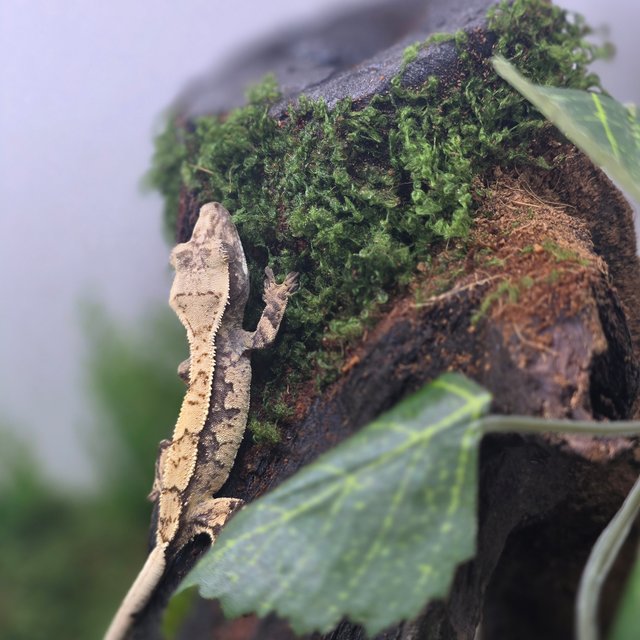 노멀 트라이 익스트림할리퀸 화이트포트홀