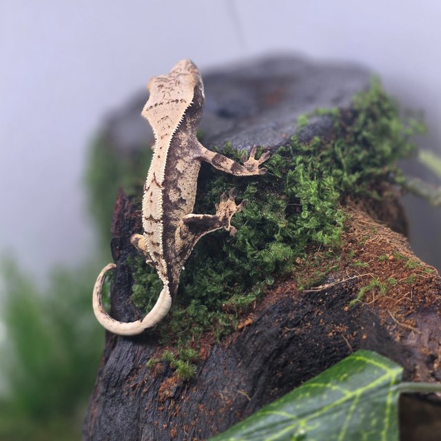 노멀 익스트림할리퀸 트라이