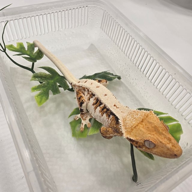 릴리화이트 트라이