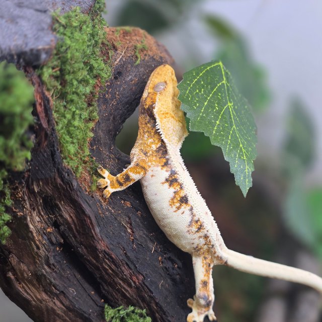 릴리화이트 텐저린