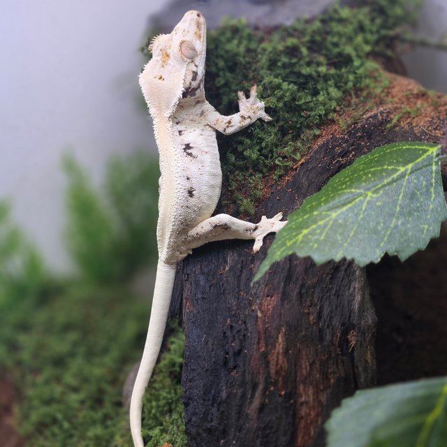 릴리화이트 풀핀