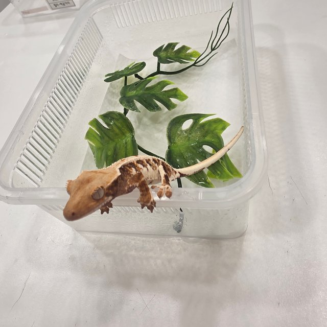 릴리화이트 트라이