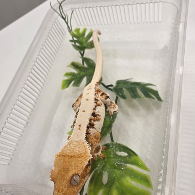 릴리화이트 트라이