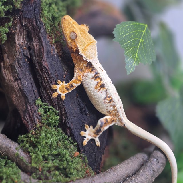 릴리화이트 텐저린