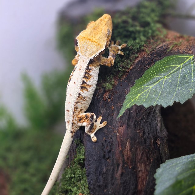 릴리화이트 텐저린