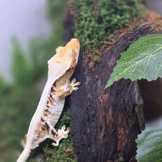 릴리화이트 풀핀 텐저린