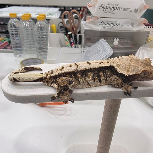 노멀 트라이 익스트림할리퀸