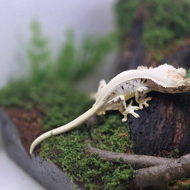 릴리화이트 솔리드백