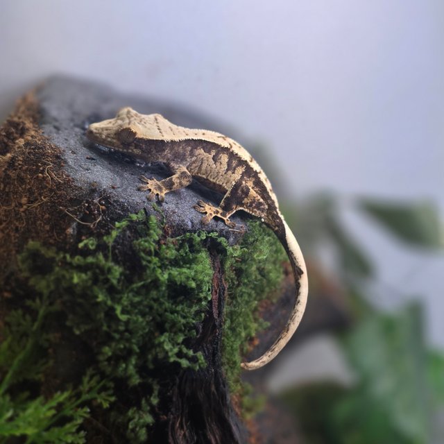 노멀 익스트림할리퀸 트라이