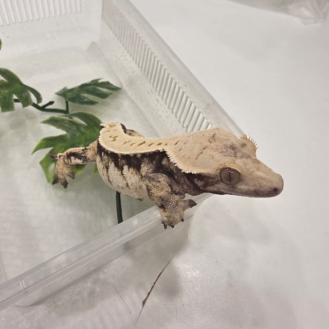 노멀 트라이 익스트림할리퀸