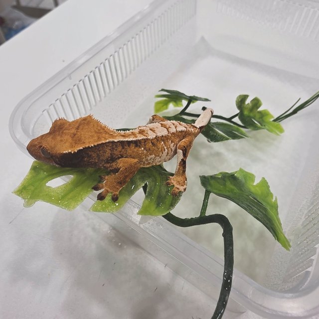 노멀 트라이 익스트림할리퀸 텐저린