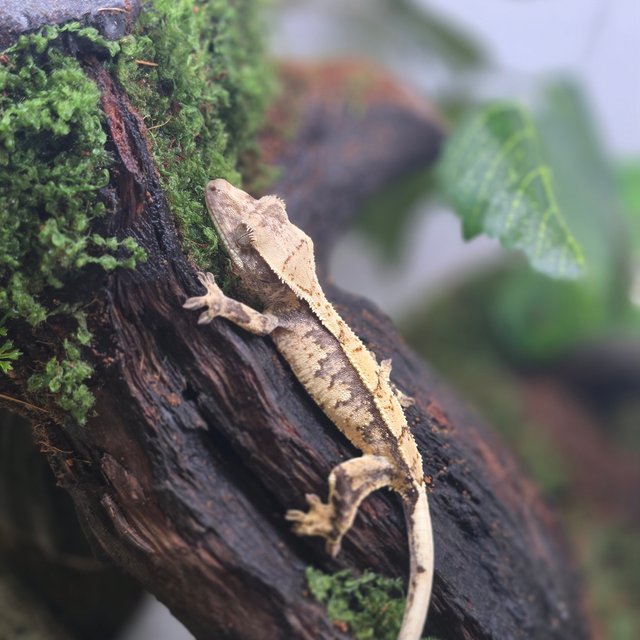 노멀 트라이 익스트림할리퀸 화이트포트홀