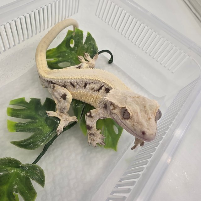 릴리화이트 솔리드백