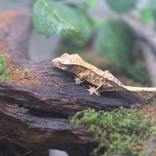 노멀 트라이 화이트포트홀 타이거