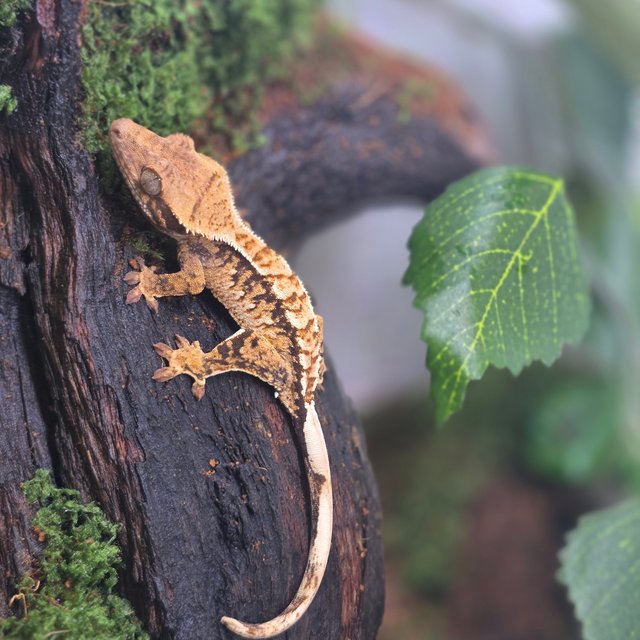 노멀 트라이 텐저린 화이트포트홀