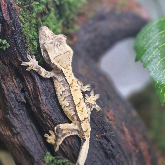 노멀 트라이 익스트림할리퀸 화이트포트홀