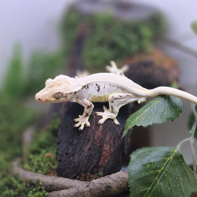 릴리화이트 솔리드백