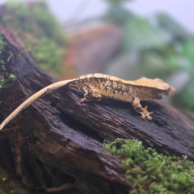 노멀 트라이 화이트포트홀 타이거