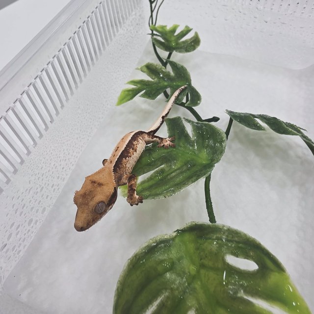 노멀 트라이 풀핀