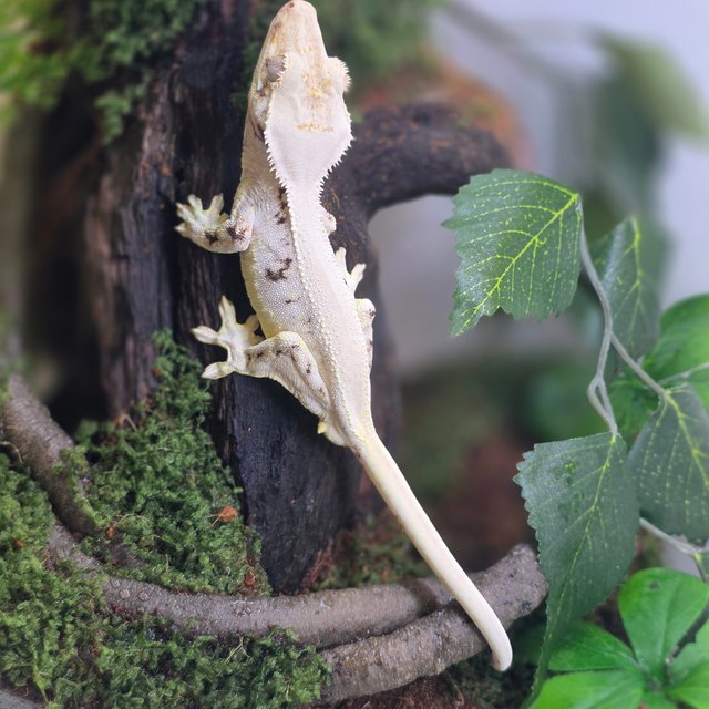 릴리화이트 솔리드백