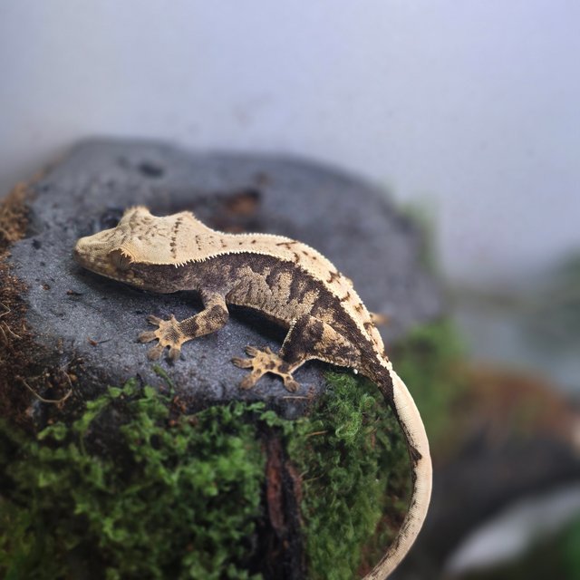 노멀 익스트림할리퀸 트라이