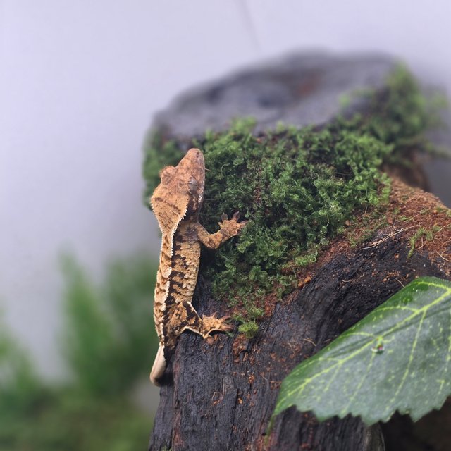 노멀 트라이 텐저린 화이트포트홀