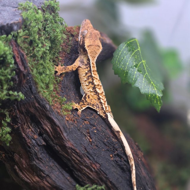 노멀 트라이 텐저린 화이트포트홀