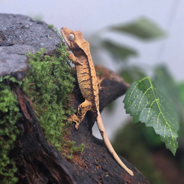 노멀 트라이 텐저린