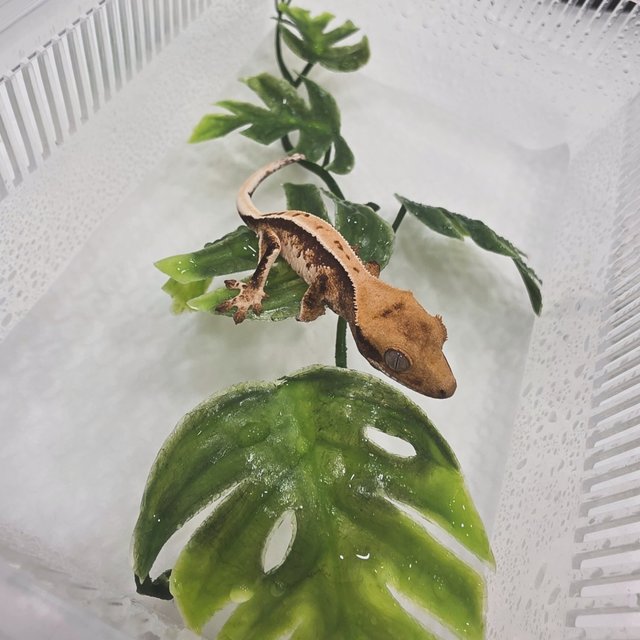 노멀 트라이 풀핀