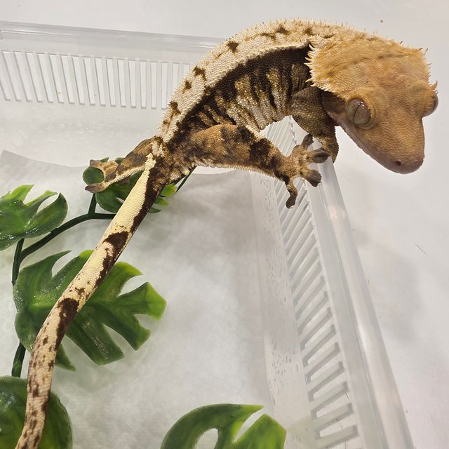 노멀 트라이 익스트림할리퀸