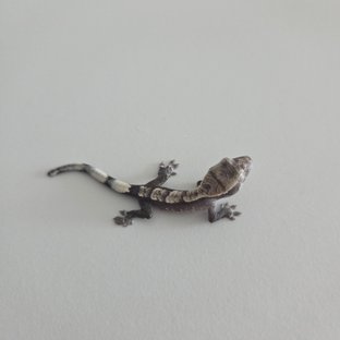 아잔2