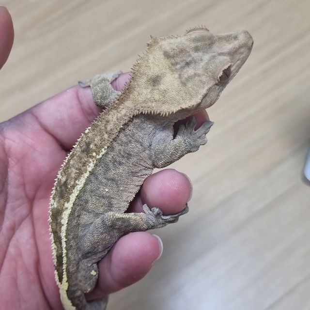 카푸치노