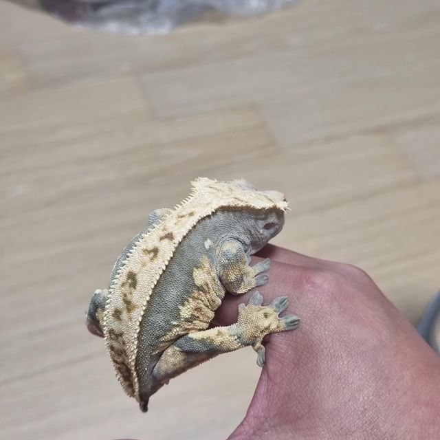 노멀 쿼드 풀핀