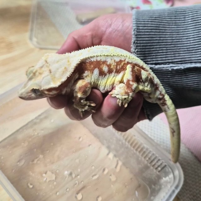 릴리화이트 레드