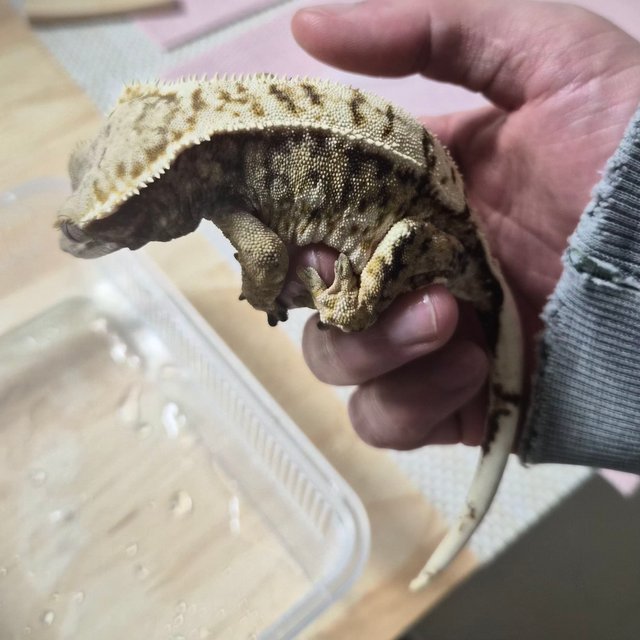 노멀 트라이 익스트림할리퀸 드리피 화이트스팟