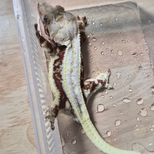 릴리화이트 레드