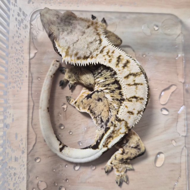 노멀 트라이 익스트림할리퀸 드리피 화이트스팟