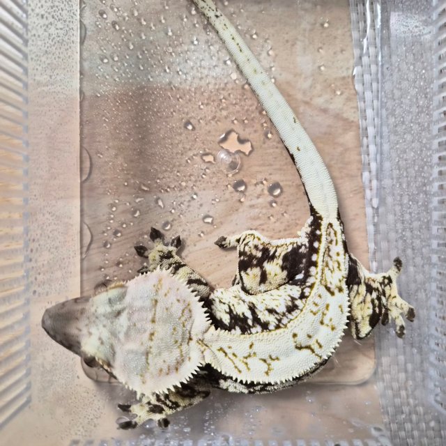 노멀 트라이 화이트스팟 풀핀 드리피