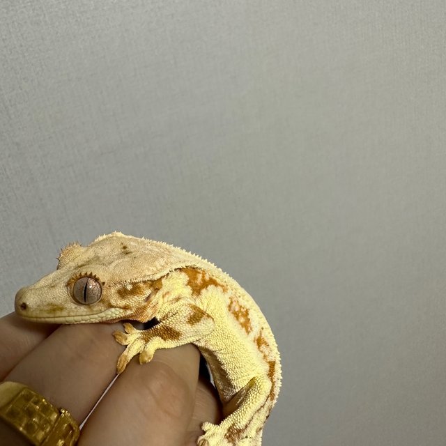 릴리화이트 카푸치노 프라푸치노 팬텀 노멀