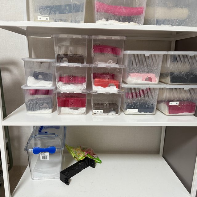 릴리화이트 카푸치노 프라푸치노 팬텀 노멀